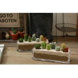 ふるさと納税 春日井市 サボテン寄せ植え/ガラスレクト サボテン 多肉 観葉植物 インテリア おしゃ...