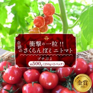 ふるさと納税 碧南市 衝撃の一粒!!さくらんぼミニトマト(プチぷよ)