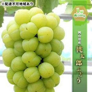 【2026年先行受付】桃太郎 ぶどう 1房 約500g  岡山県産 [No.5735-0658]