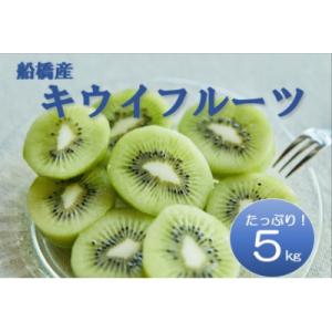 ふるさと納税 船橋市 国産キウイフルーツ・5kg(未追熟バラ詰め)・まるり(2/1〜2/15