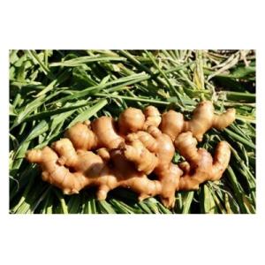 記事番号:33320/アイテムID:362966の画像