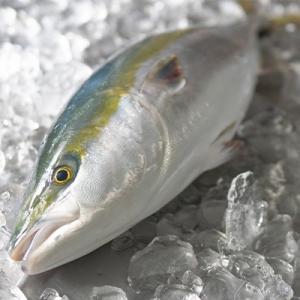 養殖ブリの商品一覧 通販 Yahoo ショッピング