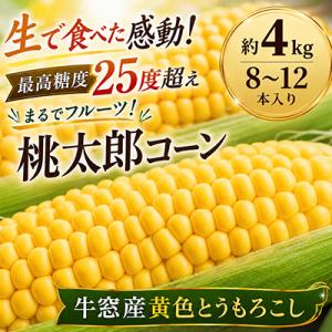 最高糖度25度超え 牛窓産 黄色 とうもろこし 約4kg(8～12本入)[No.5735-0982]
