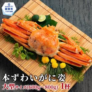 ふるさと納税 紋別市 本ずわいがに姿 大型サイズ1杯 約600〜800g