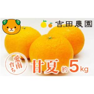 ふるさと納税 愛南町 【高評価★4.6】 数量限定 先行受付 甘夏 5kg みかん あまなつ 吉田農...
