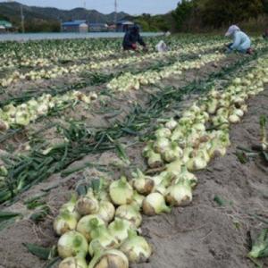 ふるさと納税 南あわじ市 【新玉先行受付・サイ...の詳細画像1