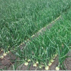 ふるさと納税 南あわじ市 【新玉先行受付・サイ...の詳細画像2