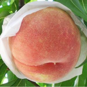 アイテムID:357067の画像1枚目