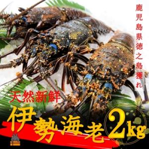 ふるさと納税 徳之島町 【地魚専門店 鮮魚 魚一さん直送】〜徳之島獲れ!伊勢海老〜(約2kg)