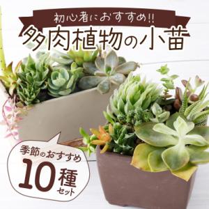 【初心者におすすめ】多肉植物の小苗10本セット(10種類アソート)
