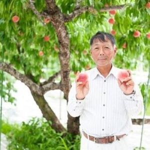 ふるさと納税 福島市 菱沼農園 7月収穫の桃　品種お任せ2kg【2022年発送】No.1774