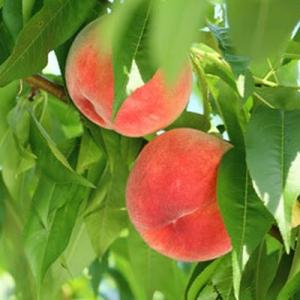 アイテムID:357090の画像1枚目