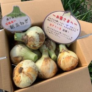 新玉ねぎ シャーロットオニオン 3kg　◆配送3月～6月