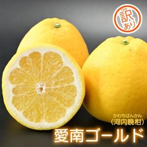 先行受付 訳あり 愛南ゴールド ( 河内晩柑 ) 10kg 減農薬 愛媛県 愛南町 愛南フルーツ