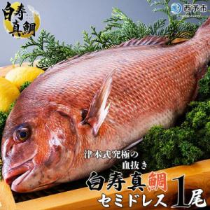 ふるさと納税 西予市 &lt;津本式の血抜き×白寿真鯛 セミドレス 1尾(約1.5kg)&gt;　尾頭付き　ギフ...