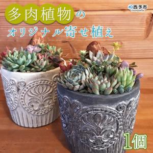 ふるさと納税 西予市 &lt;自家生産　多肉植物のオリジナル寄せ植え(約10種類)&gt;　インテリア　ガーデニ...