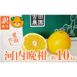 【高評価★4.8】 数量限定 先行受付 訳あり 河内晩柑 10kg みかん 吉田農園 愛南町 愛媛県