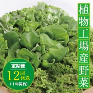 ふるさと納税 笠岡市 植物工場産野菜・お徳用12セット(1年契約)1セット×12回