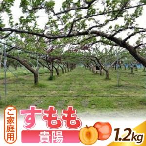 すもも(貴陽)1.2kg　ご家庭用　0012-2604