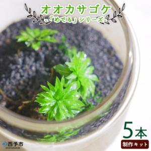 ふるさと納税 西予市 &lt;「めでる」シリーズ:苔テラリウム制作キット オオカサゴケ 5本パック&gt;　イン...