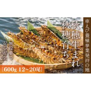 旭水産活き車海老(あいおえび)600g(12～20尾)【養殖】 D036