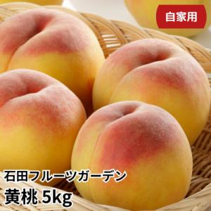 先行受付 黄桃 自家用 5kg 新潟県産黄桃 [石田フルーツガーデン] 【011P013】