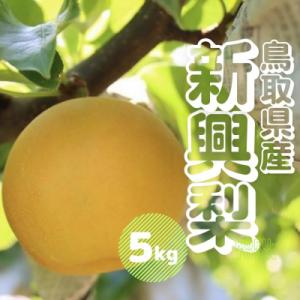 ふるさと納税 江府町 新興梨 5kg 鳥取県産【10月中旬〜10月下旬頃発送】5キロ JA米子選果場 0737｜さとふる