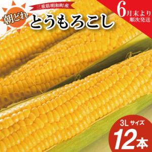 朝採れとうもろこし　スイートコーン　3Lサイズ