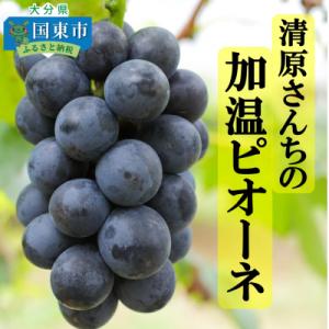 ふるさと納税 国東市 令和8年発送 / 清原さんちの加温ピオーネ約2kg_1582R