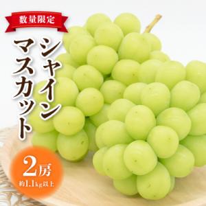 【先行受付2026年発送】東御市産シャインマスカット2房【秋お届け】
