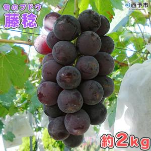 旬のブドウ　西予市産藤稔　約2キロ　おいしい　ぶどう　果物