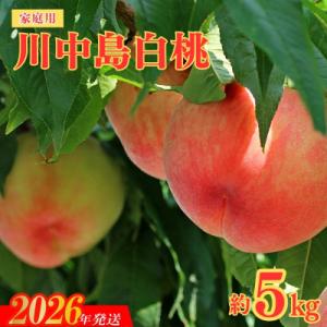福島のもも　家庭用川中島白桃　約5kg【2026年発送　先行受付】No.2156