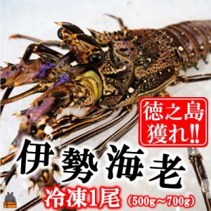 ふるさと納税 徳之島町 新鮮なまますぐ冷凍!!徳之島産冷凍伊勢海老1尾(500g~700g)