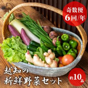 越知産市の季節の野菜セット(年6回発送) 奇数月　産地直送　旬野菜