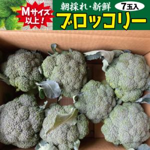 【先行受付】 新鮮 朝採れブロッコリー Mサイズ以上7玉 野菜 サラダ