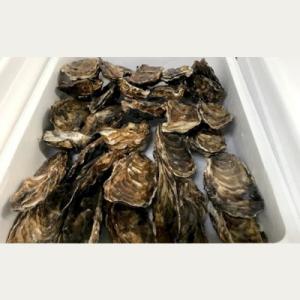 ふるさと納税 紋別市 生牡蠣 中サイズ 約3〜3.5kg(30個入)