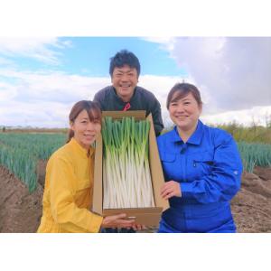 ふるさと納税 米子市 【ふるさと納税】 鳥取県米子市産 【訳あり】太さ不揃い　白ネギ　4kg