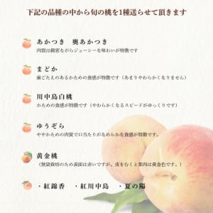 ふるさと納税 福島市 もも 8月収穫の桃 約1...の詳細画像1