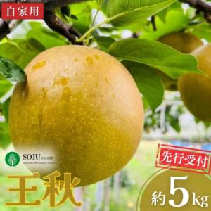 先行受付 和梨 王秋 自家用 約5kg 令和8年度 新潟県産 梨 【010S261】