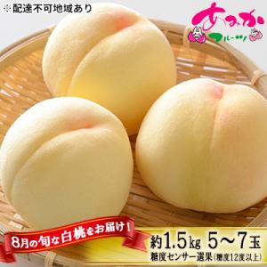 桃 8月の 白桃 約1.5kg 5～7玉 糖度12度以上 2026年[NO5765-0875]
