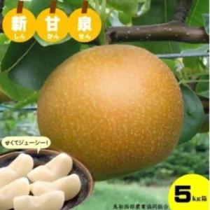 ふるさと納税 米子市 鳥取県産「新甘泉(しんかんせん)」5kg
