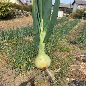 ふるさと納税 富岡市 形や大きさより味にこだわ...の詳細画像2