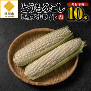 ふるさと納税 滝川市 【令和6年出荷受付】とうもろこし　ピュアホワイト　Mサイズ10本