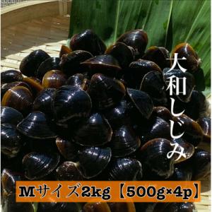 ふるさと納税 松江市 島根県宍道湖産　冷凍大和しじみMサイズ2kg(500g×4)セット(砂抜き処理済)｜y-sf