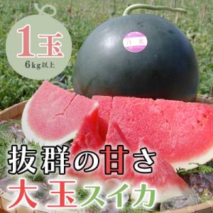 抜群の甘さ! スイカ 1玉 大玉 (6kg以上) 甘い 高糖度 西瓜 すいか 種なし 黒玉 産地直送