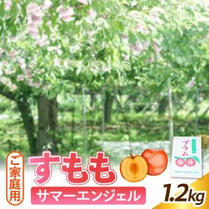 すもも(サマーエンジェル)1.2kg　ご家庭用　0012-2603