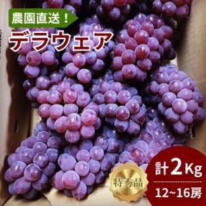 【農園直送!】種無ぶどう(デラウェア)2kg　特秀品　0044-2601