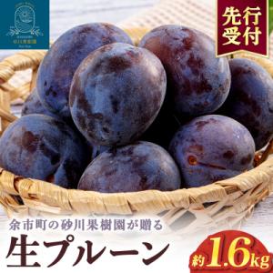 2026年8月中旬より発送　余市の砂川果樹園が贈る【余市の生プルーン】1.6kg_Y033-0040