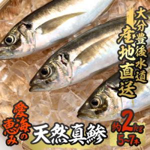 ふるさと納税 佐伯市 天然 真鯵 (約2kg・計5-7本)