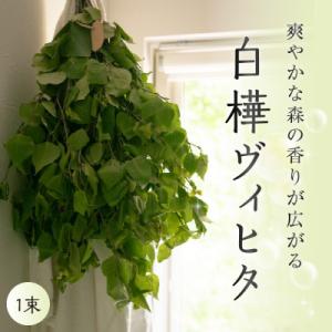 ふるさと納税 芽室町 【先行受付】北海道芽室町産「白樺ヴィヒタ」1束　me055-001-2c｜y-sf